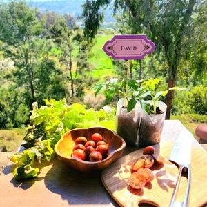 2 Live Heirloom Black Cherry Tomato Plant